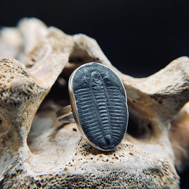 Real Trilobite Ring by Black Feather Design